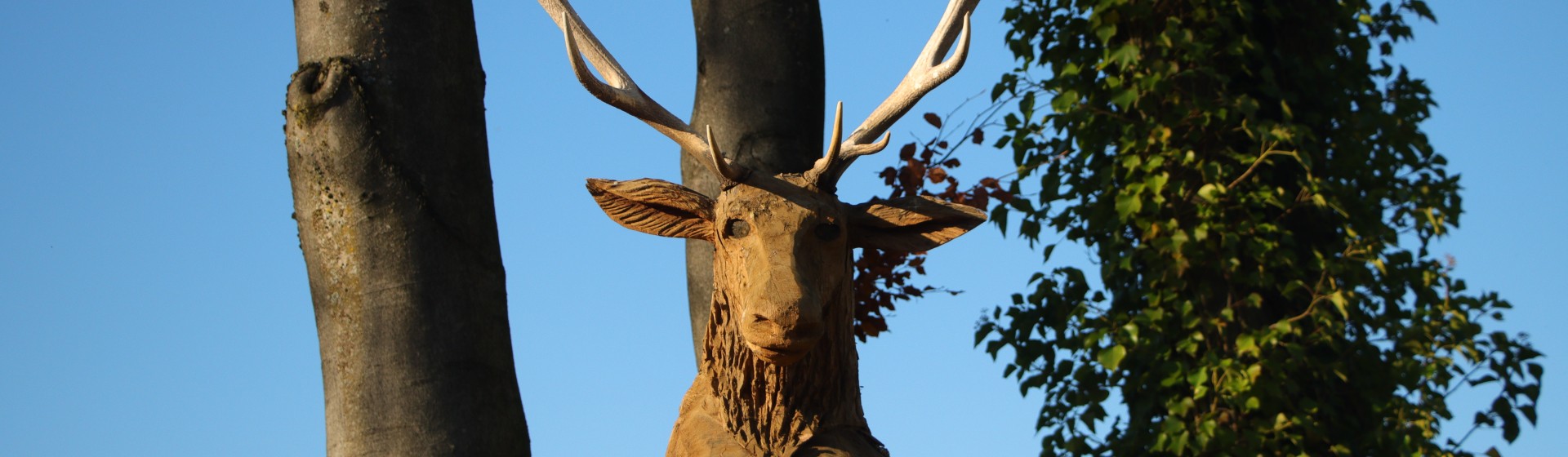 hertenkop IMG_8731 (2).JPG